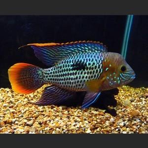 Andinoacara rivulatus – Green Terror
 beschikbaar voor biedingen