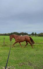 4 jarige Gelderse merrie Casaron x Danser, Dieren en Toebehoren, Paarden, Merrie, Gechipt, 3 tot 6 jaar, 160 tot 165 cm