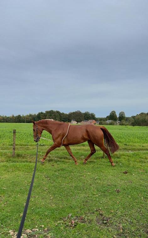 4 jarige Gelderse merrie Casaron x Danser, Dieren en Toebehoren, Paarden, Merrie, Onbeleerd, 160 tot 165 cm, 3 tot 6 jaar, Met stamboom