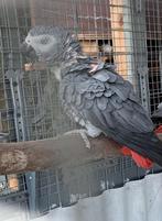 mâle gris du gabon de 6 ans avec tt les papiers, Mâle, Perroquet, Parleur