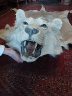 taxidermie lion, Enlèvement, Comme neuf, Animal sauvage, Animal empaillé