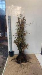 Fagus sylvatica. Haagplant met Blote Wortel, Ophalen