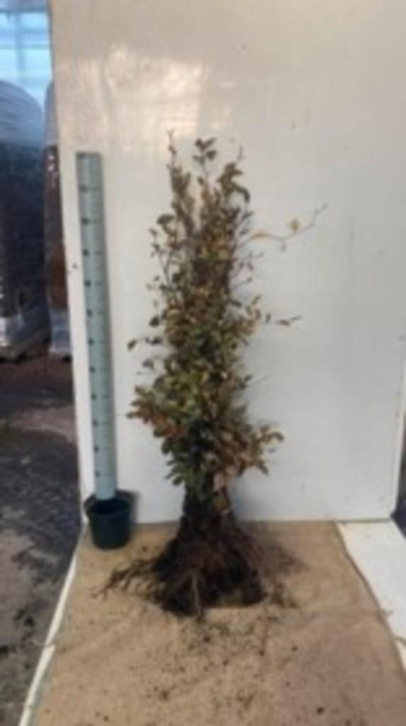 Fagus sylvatica blote wortel of in pot, Tuin en Terras, Planten | Bomen, Ophalen