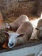 Mooie dekram swifter, Dieren en Toebehoren, Februari