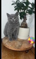 Britse korthaar kitten (Antwrpn), Poes, Gechipt, 0 tot 2 jaar