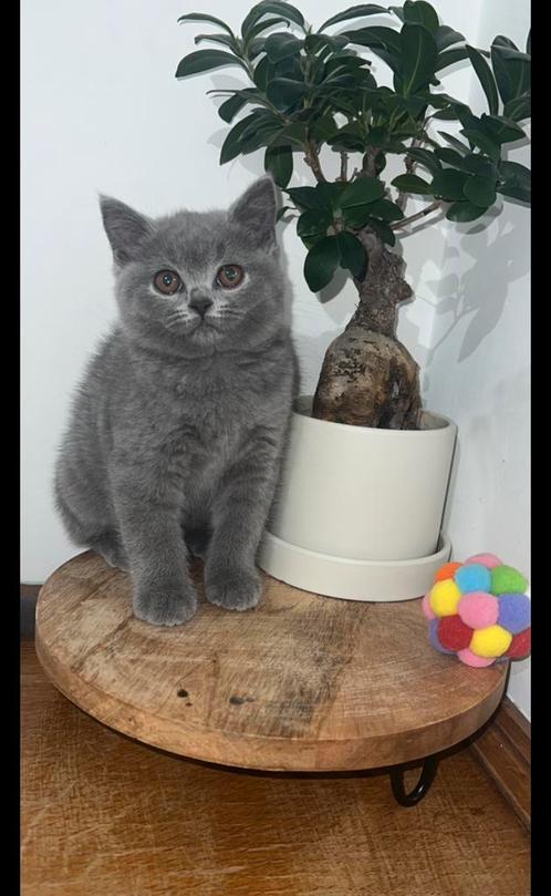 Britse korthaar kitten (Antwrpn), Dieren en Toebehoren, Katten en Kittens | Raskatten | Korthaar, Poes, 0 tot 2 jaar, Gechipt
