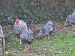 Wyandotte kriel zilver zwart gezoomd, Dieren en Toebehoren, Pluimvee, Meerdere dieren, Kip