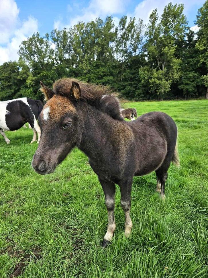 Lief en sociaal minipaard merrieveulen, Dieren en Toebehoren, Pony's, Merrie, Niet van toepassing, A pony (tot 1.17m), Recreatiepony