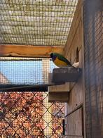 volièrevogels, Dieren en Toebehoren, Vogels | Overige Vogels, Meerdere dieren, Wildzangvogel