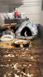 Cavia beertje, 4 maanden oud., Animaux & Accessoires, Rongeurs, Octobre, Mâle, Domestique, Cobaye