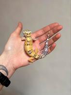 Wildkleur luipaardgekko man, Dieren en Toebehoren, Reptielen en Amfibieën, Hagedis, Tam, 0 tot 2 jaar
