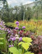 Alium sphaerocephalon p9, Ophalen, Zomer, Vaste plant, Overige soorten
