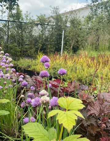 Alium sphaerocephalon p9 beschikbaar voor biedingen