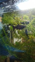 Black Molly babys, Poisson, Poisson d'eau douce, Banc de poissons