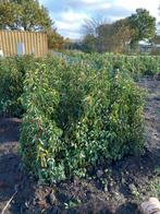 Prunus Lusitanica, Tuin en Terras, Ophalen, Laurier, Haag, 100 tot 250 cm