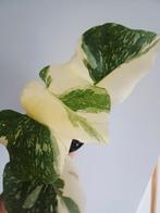 Monstera Thai'con high variegata, Autres espèces, En pot, Enlèvement ou Envoi, Moins de 100 cm