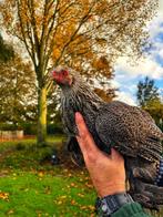 Brahma kriel zilverpatrijs, Dieren en Toebehoren, Pluimvee, Kip