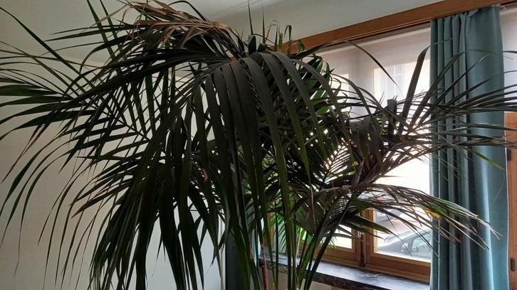 Kentiapalm, erg groot, Huis en Inrichting, Kamerplanten, Palm, Ophalen