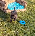 Chiots Cairn x Terrier, Autres races, Plusieurs, Hépatite contagieuse (maladie de Rubarth), Belgique