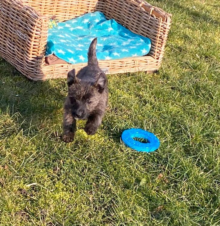 Chiots Cairn x Terrier, Animaux & Accessoires, Chiens | Jack Russell & Terriers, Plusieurs animaux, Autres races, Éleveur | Professionnel