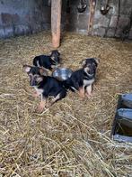Duitse herder pups, Particulier, Meerdere, 8 tot 15 weken, Meerdere dieren