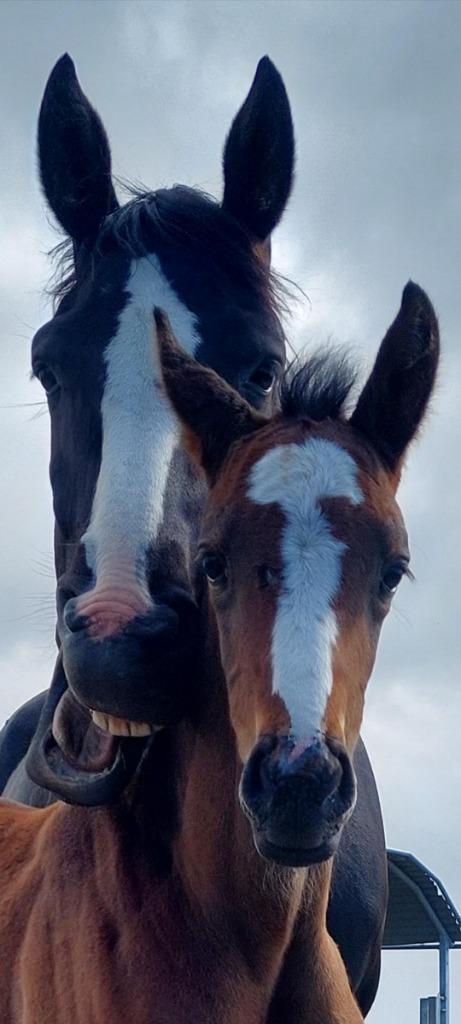 veulen springpaard Nuabri x Kentucky x Harley VDL, Dieren en Toebehoren, Paarden, Hengst, Niet van toepassing, 0 tot 2 jaar, Springpaard