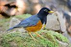 Zwartborstlijsters, Dieren en Toebehoren, Meerdere dieren, Tropenvogel