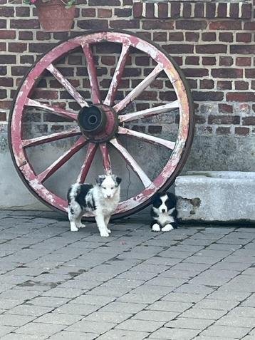 bordercolliepups beschikbaar voor biedingen