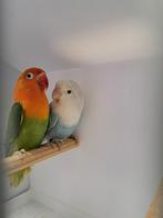 Ficheri's koppel, Dieren en Toebehoren, Vogels | Parkieten en Papegaaien, Meerdere dieren, Dwergpapegaai of Agapornis, Geringd