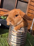 NHD rammetjes te koop. 6mnd (spotprijs 35euro Vaccin), Dieren en Toebehoren, Konijnen