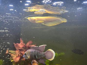 Albino Arrowana voor aquarium beschikbaar voor biedingen