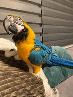 Handtamme en lieve Blauw Gele Ara (inclusief papieren), Dieren en Toebehoren, Vogels | Parkieten en Papegaaien, Papegaai, Geringd