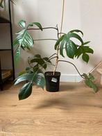 Philodendron florida green, Ophalen