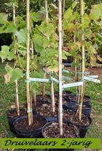 WITTE EN BLAUWE DRUIVENPLANTEN, 1 METER, IN POT = 12€/stuk, Volle zon, Vaste plant, Ophalen of Verzenden, Fruitplanten