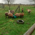 Kameroen bokjes, ruilen of kopen, vervoer mogelijk., Dieren en Toebehoren, Mannelijk, Schaap, 0 tot 2 jaar