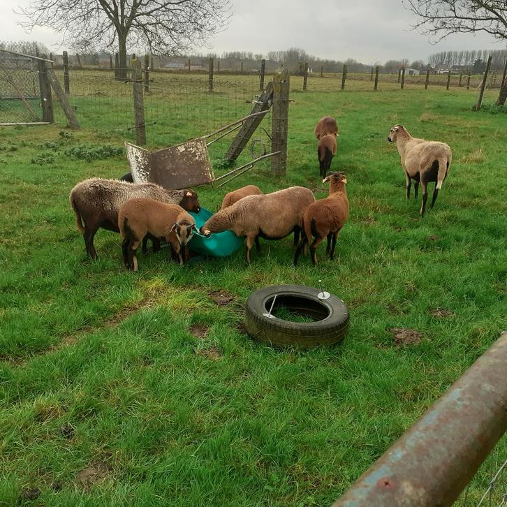 Kameroen bokjes, ruilen of kopen, vervoer mogelijk., Animaux & Accessoires, Moutons, Chèvres & Cochons, Mouton, Mâle, 0 à 2 ans