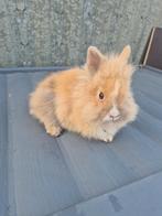 Konijnen, Dieren en Toebehoren, Konijnen