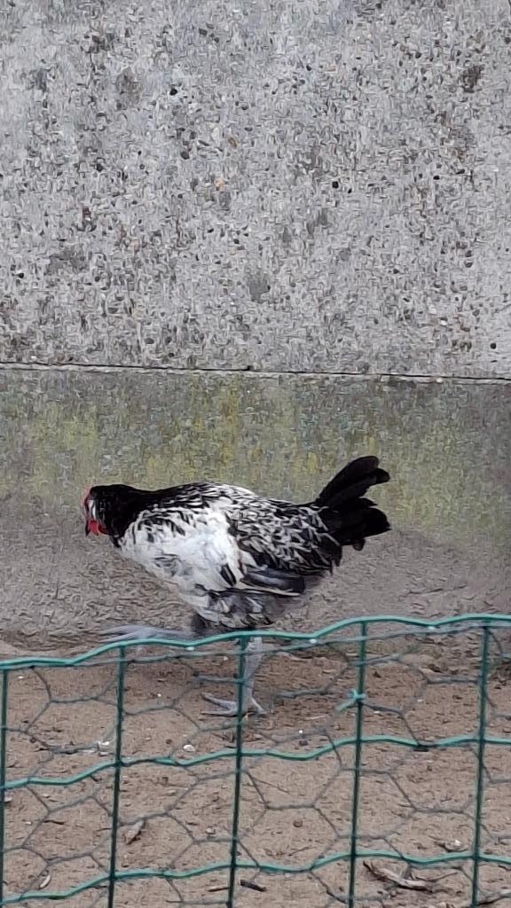 Oud brabants hoen, Dieren en Toebehoren, Pluimvee, Kip, Mannelijk
