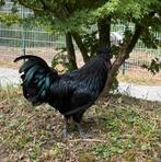 Ayam cemani haan 2024, Dieren en Toebehoren, Mannelijk, Kip