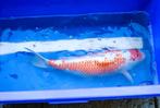koi, Karper of Koi