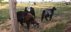 Herdwick lammetjes, Dieren en Toebehoren, Schaap