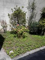 HULPJE GEZOCHT , MOOIE BELONING