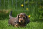 Prachtige Teckel pups beide ouders aanwezig 🐾, CDV (hondenziekte), Meerdere, 8 tot 15 weken, Meerdere dieren