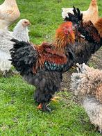 Brahma hanen krulveer en gladveer, Mannelijk, Kip