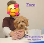 Toy poedel "Zaza "herplaatsing, Dieren en Toebehoren, Poedel, 15 weken tot 1 jaar, Buitenland, CDV (hondenziekte)