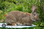 Jonge steenkonijn, Dieren en Toebehoren, Konijnen