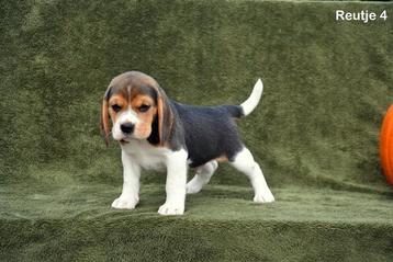 Prachtige Beagle pupjes  disponible aux enchères