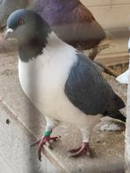 Moravische duif, Dieren en Toebehoren, Meerdere dieren, Overige soorten