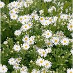 Aster ashvi, Tuin en Terras, Ophalen