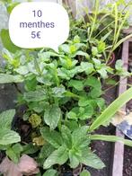 Plantes de menthes, Tuin en Terras, Planten | Tuinplanten, Ophalen